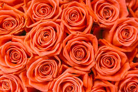 *prodotto non soggetto a reso. Qual E Il Significato Dei Fiori Arancioni