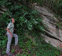 Image result for Stylochaeton puberulus