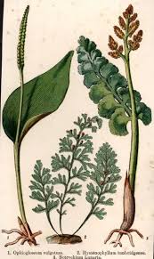 Image result for Hymenophyllum tunbridgense