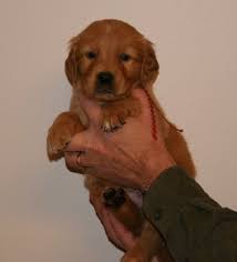Boo) was as neurotic as her mom and almost as clutzy. Dark Red Golden Retriever Puppies Zoe Fans Blog