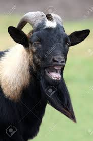 12165753 Billy Goat Or Male Goat With Long Beard Bleating With It S Mouth Wide Open Stock Photo Jpg 866 1300 Goats Funny Goats Goat Bleat