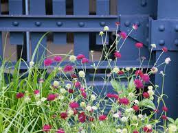 Knautia Macedonica Mars Midget Plants Colorful Garden Front Garden