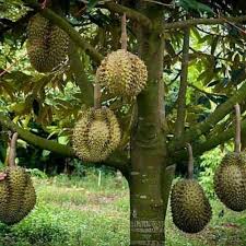 Manakala di bawah penanaman secara komersial, pokok lazimnya mencapai ketinggian. Jual Bibit Durian Musang King Malaysia Murah Juni 2021 Blibli