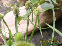 Image result for Kyllinga squamulata