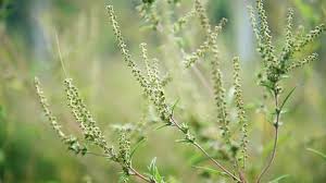 Image result for Eriochloa procera