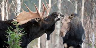 Check spelling or type a new query. Moose National Wildlife Federation