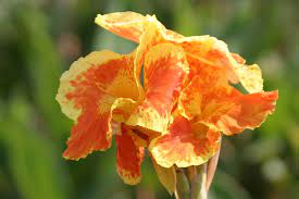 H e cannon floral co. Cannas Add Tropical Garden Color Tolerate Texas Summers