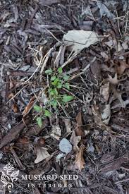 Maybe you would like to learn more about one of these? Spring Garden Update 2019 Miss Mustard Seed