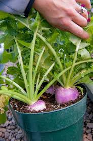 Head to gardener's path to learn how and when to harvest turnips, some tips on storage, and how to harvest turnips. Growing Turnips In Pots How To Grow Turnips In Containers