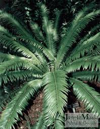 Image result for Encephalartos senticosus