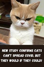 If you love animals this is. Hilarious Clean Cat Memes In 2021 Cats Funny Cat Memes Funny Good Night Quotes