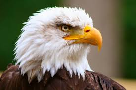 Hii am just a beginner at electronics and eagle. 5 Reasons Why Bald Eagles Are The Best