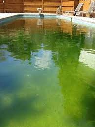 How can i remove algae from my pool liner, i have treated the water but algae remains on my liner. Pool Shock Shocking For Algae Removal Intheswim Pool Blog