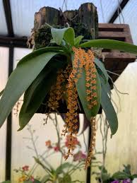 Image result for Aerangis ugandensis