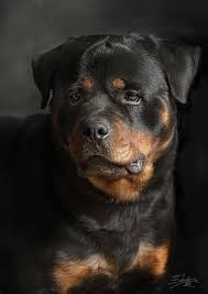 rotweiler dog breeds rottweiler dog rottweiler lovers