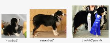 growth stages of the toy aussie australian shepherd puppy