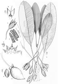 Image result for Vitellariopsis kirkii