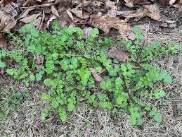 Image result for Youngia