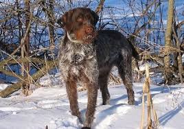 Find puppies for sale, started dogs for sale and finished dogs from all sorts of different pointing breeds, retrieving breeds and flushing breeds. Wirehaired Pointing Griffon Dog Breed Information And Pictures