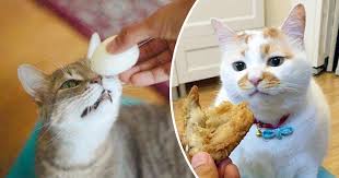 We did not find results for: 10 Makanan Manusia Yang Boleh Dimakan Oleh Kucing Kini Belum Terlambat Untuk Mengetahui Era Baru