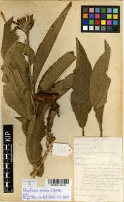 Image result for Pleiotaxis