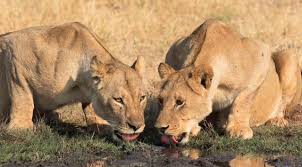 Hwange National Park - Safari Deal