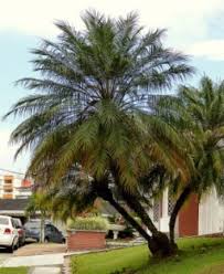 University of florida, institute of food and agricultural sciences extension outreach is a partnership between state, federal, and county governments to provide scientific knowledge and expertise to the public. Dwarf Date Palm Pygmy Date Palm Miniature Date Palm Phoenix Roebelenii