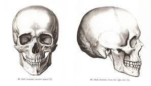 Human Skull Cranium Anterior And Right Side View Atlas Of Human Anatomy R D Sinelnikov Skull Anatomy Human Skull Drawing Skull Side View