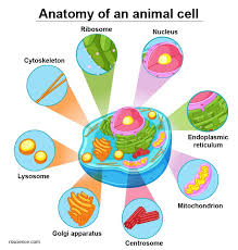 Some of these organelles are surrounded by a membrane similar in structure to the cell membrane but with a different composition of protein and phospholipid. Animal Cells Vs Plant Cells What Are The Similarities Differences And Examples
