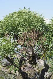 Image result for Cussonia spicata