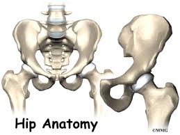 This bone attaches to the sacrum (forming the sacroiliac joint) and to its counterpart at the pubic symphysis, forming the pelvic girdle. Hip Anatomy Eorthopod Com