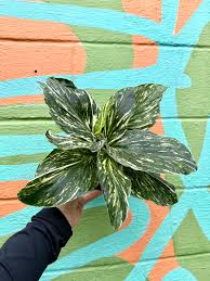 Image result for Kaempferia