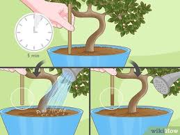 Bonsai basics repotting a bonsai tree. Simple Ways To Revive A Bonsai Tree 13 Steps With Pictures