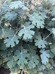 Image result for Macleaya