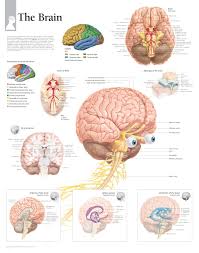 The cns is responsible for the control of thought processes, movement, and provides sensation central nervous system (cns) definition. The Brain Scientific Publishing