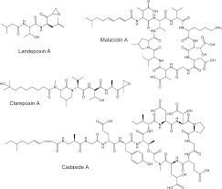 Https Pubs Acs Org Doi Pdf 10 1021 Acschembio 9b00618