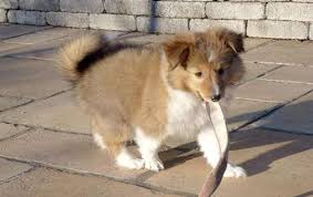 Browse thru shetland sheepdog puppies for sale near butler, pennsylvania, usa area listings on puppyfinder.com to find your perfect puppy. 101 Cute Sheltie Puppies Sheltie Planet