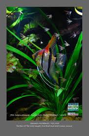 Pin By Fernando Silva On Angelfish Tropical Fish Aquarium Angel Fish Aquarium Fish
