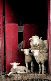 These Touching Photos Of Animal Families Will Completely Melt Your Heart Animal Families Animal Animalwallpaper Animals Beautiful Animals Cute Animals