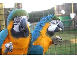 Fertile Bird Eggs For Sale Australia Petspetaccessories Fresh Laid Fertile Parrot Eggs And Parrots For Sale In 2020 African Grey Parrot Parrot Eggs For Sale