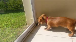 Our dogs and dachshund puppies are sold as pet. Sofie Long Haired Mini Dachshund 4 5 Months Youtube