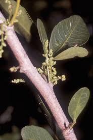 Image result for Maerua angolensis