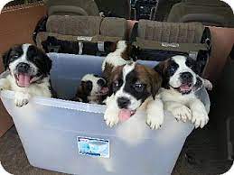 If you see what you like, contact us today to meet your new, furry visit our available puppies for sale at petland robinson located in pittsburgh, pa! Pittsburgh Pa St Bernard Meet Saint Puppies A Pet For Adoption