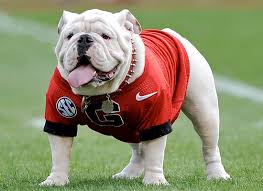 Of agriculture *another perfect inspection! History Of Uga The Mascot University Of Georgia Athletics