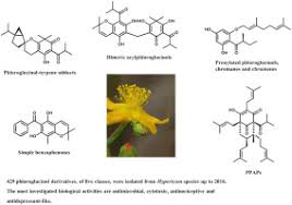 Image result for Hypericum peplidifolium