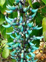 Turquoise Jade Vine Wahiawa Hawaii 4 27 12 Hawaiian Plants Jade Plants Plants