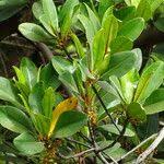 Image result for Rhizophora racemosa