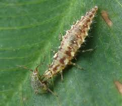 Check spelling or type a new query. Province Of Manitoba Agriculture Soybean Aphids