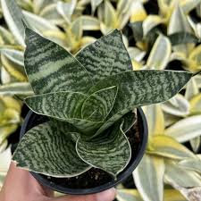 Image result for Sansevieria trifasciata