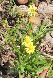 Image result for Senecio madagascariensis